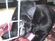 ケージを噛む犬