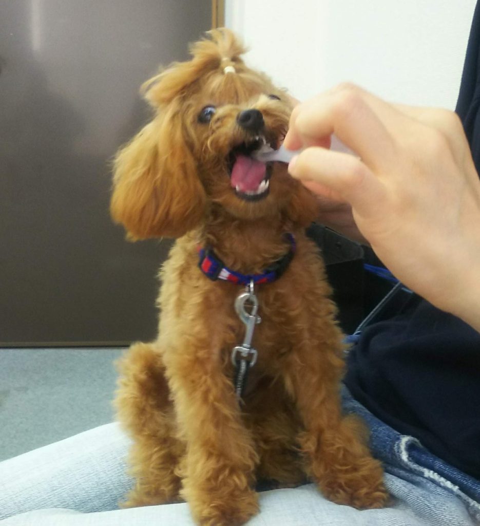歯磨きしてもらう犬